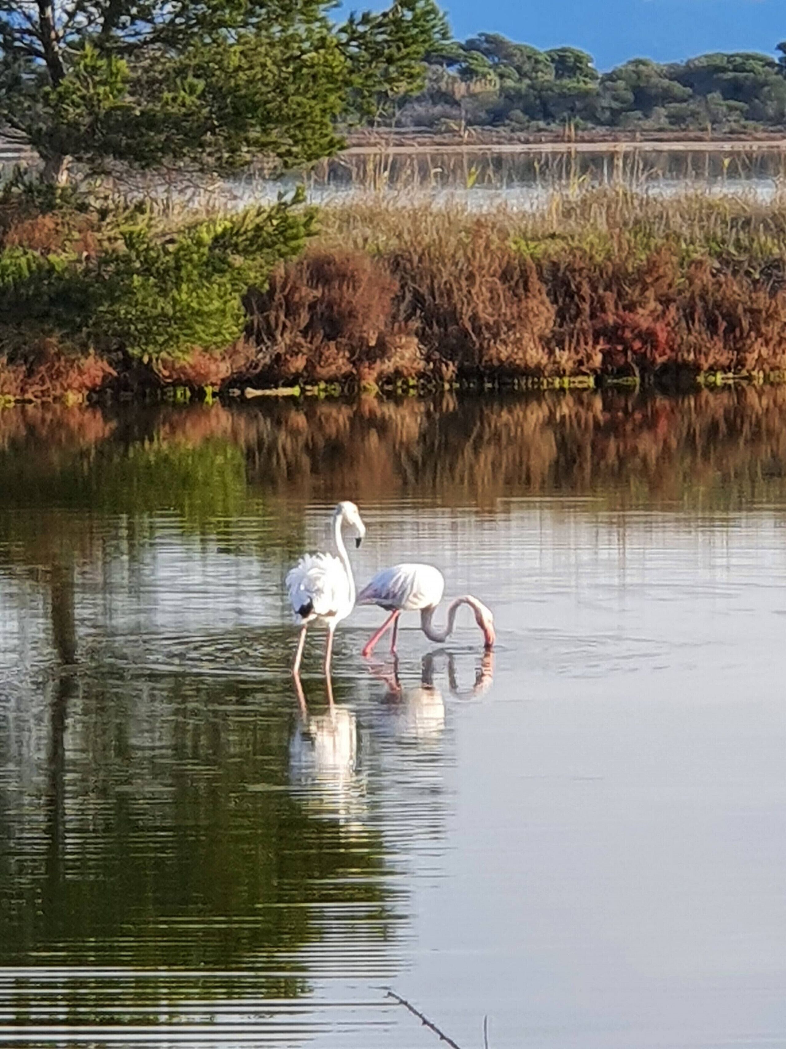 Un lac paisible où deux flamants roses se tiennent dans l’eau.