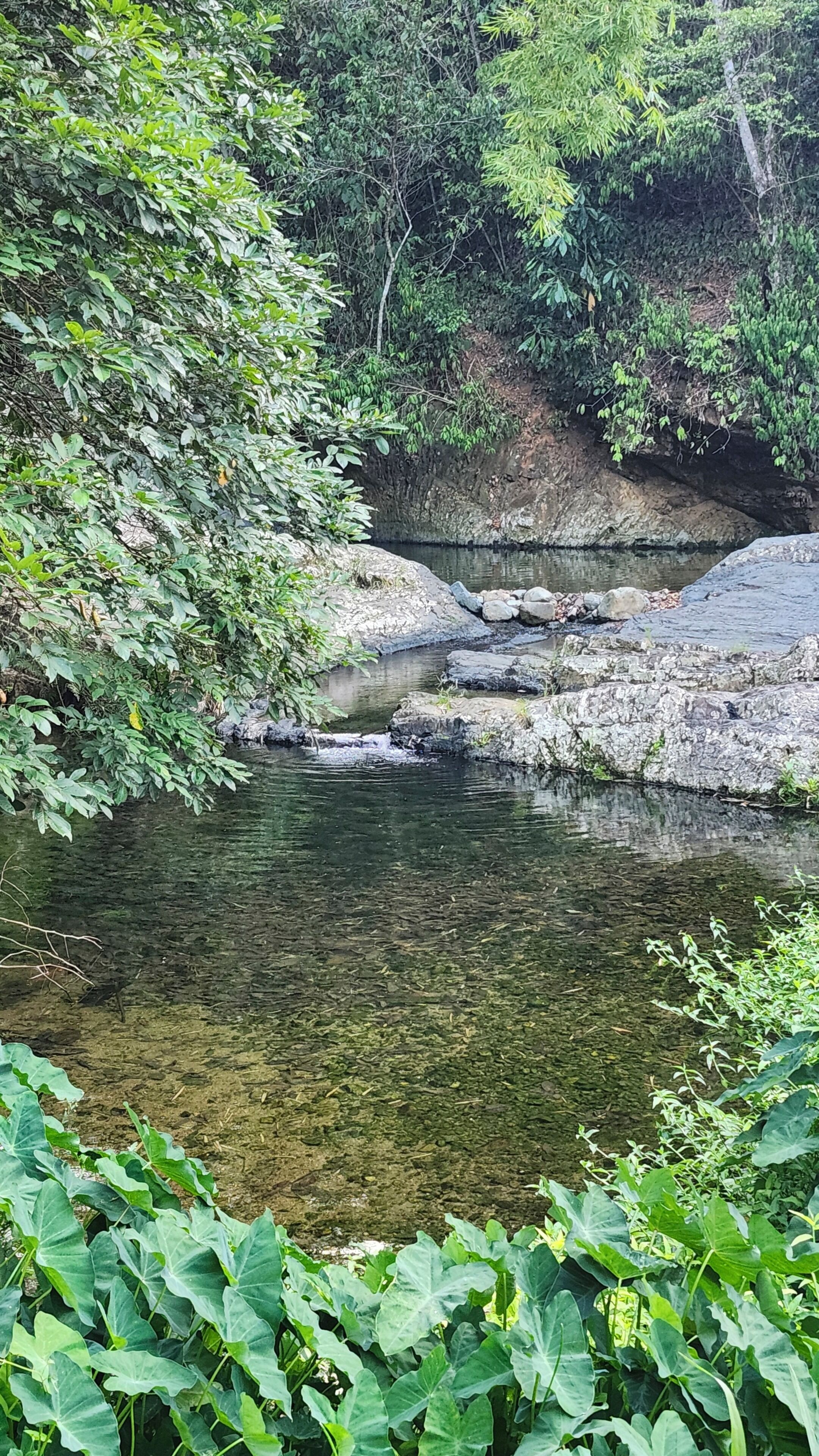 A natural water feature surrounded by dense foliage and rocks.
