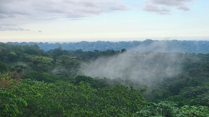 Un paisaje verde exuberante con vegetación densa y un ambiente brumoso.