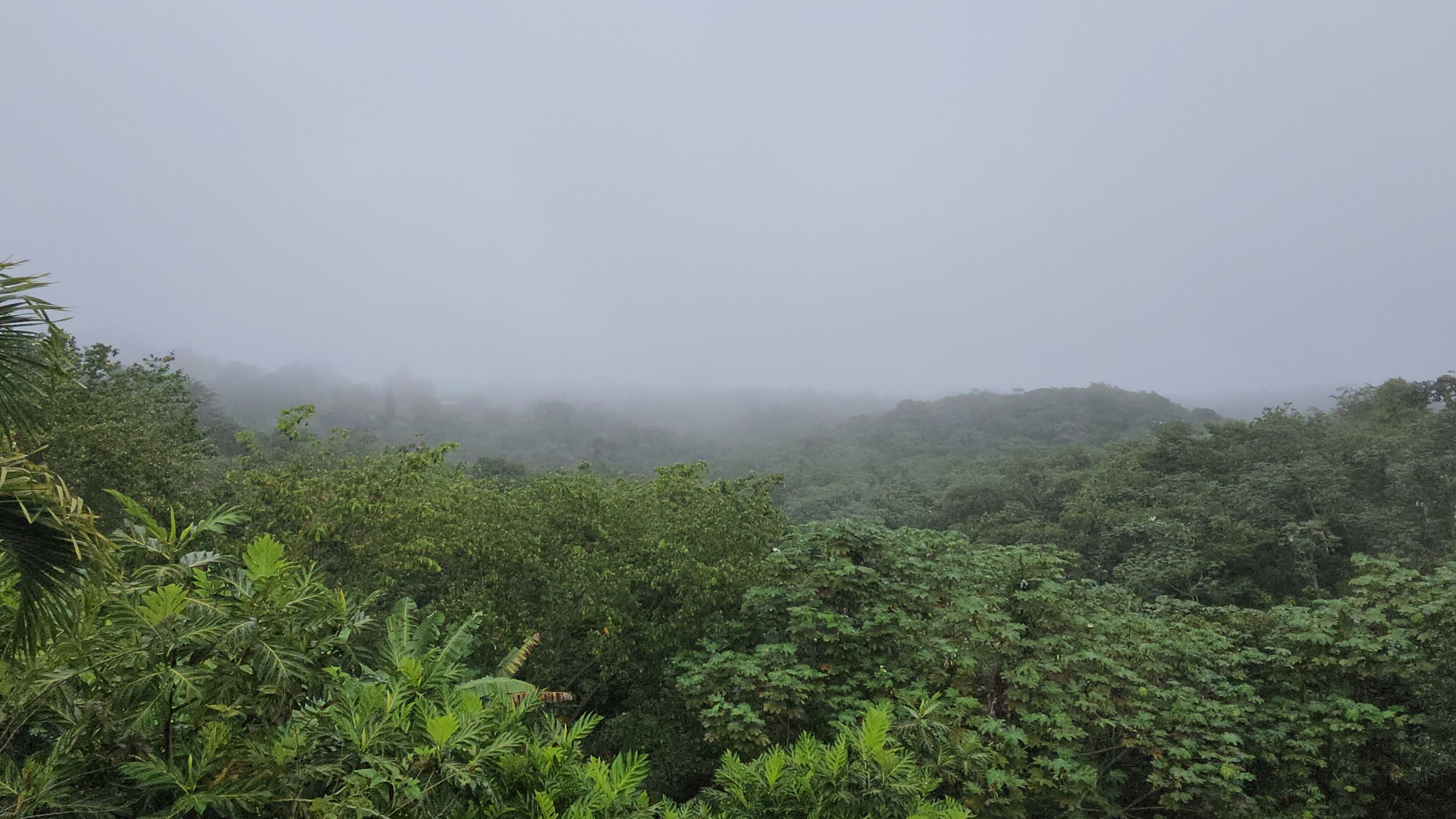 Un bosc dens amb una atmosfera brumosa.
