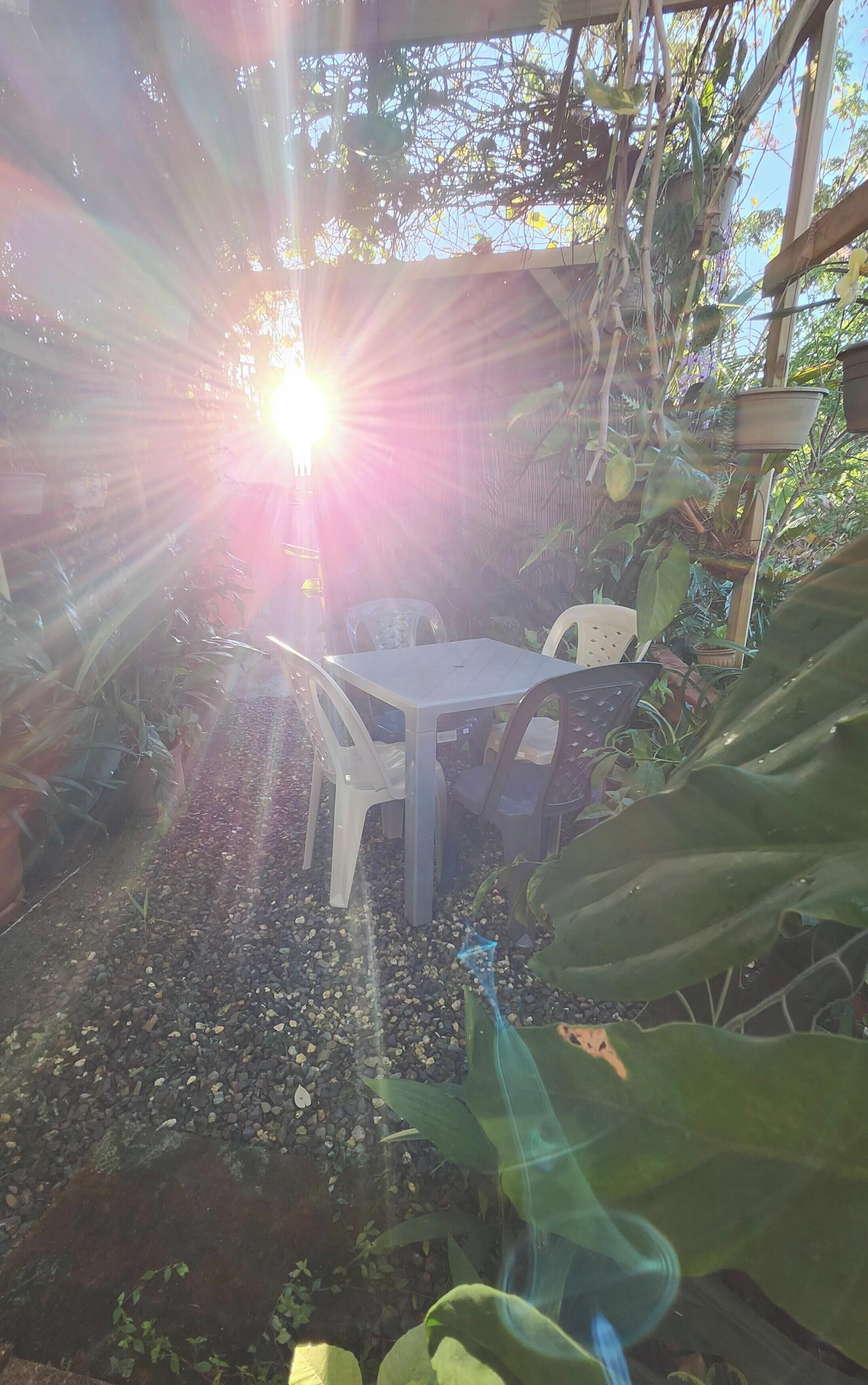 A garden with a table and chairs, surrounded by plants and a wooden structure.