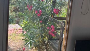 Vista a través de una ventana de un jardín con flores rosadas y una valla de madera.