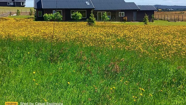A modern house with a dark roof, surrounded by a field of yellow flowers. - Delightful 6-bedroom house in tranquil city of Puerto Varas perfect for families (Los Lagos)