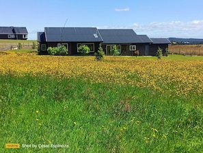 A modern house with a dark roof, surrounded by a field of yellow flowers.