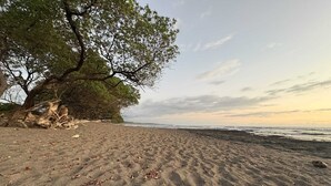 Ein Sandstrand mit einem großen Baum und Felsen.