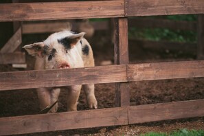 Miscellaneous - Winnebago set up on beautiful property with resort style pool and jacuzzi (Ojai)