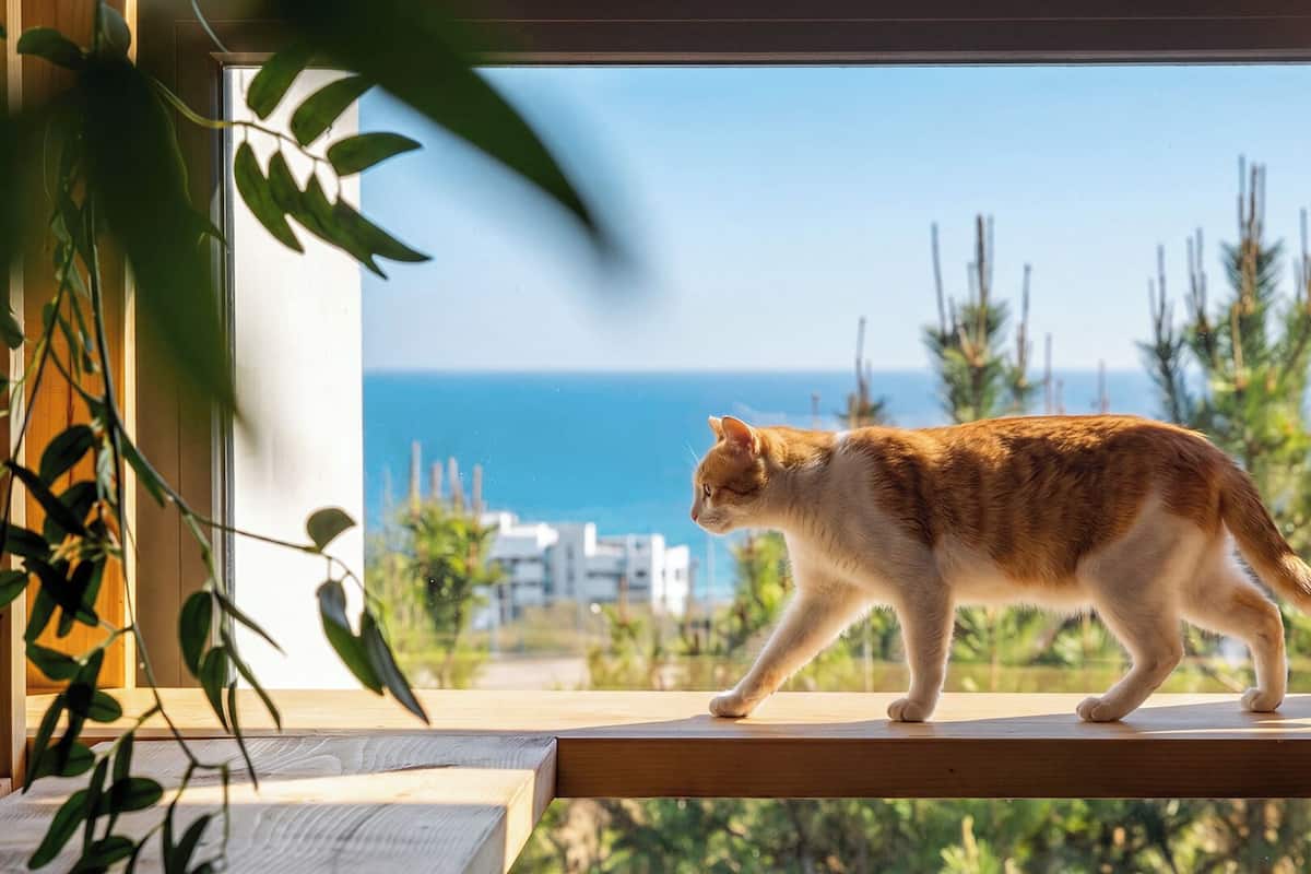 Eine Katze geht auf einem hölzernen Sims entlang, neben einem Fenster mit Blick auf das Meer und grüne Vegetation.