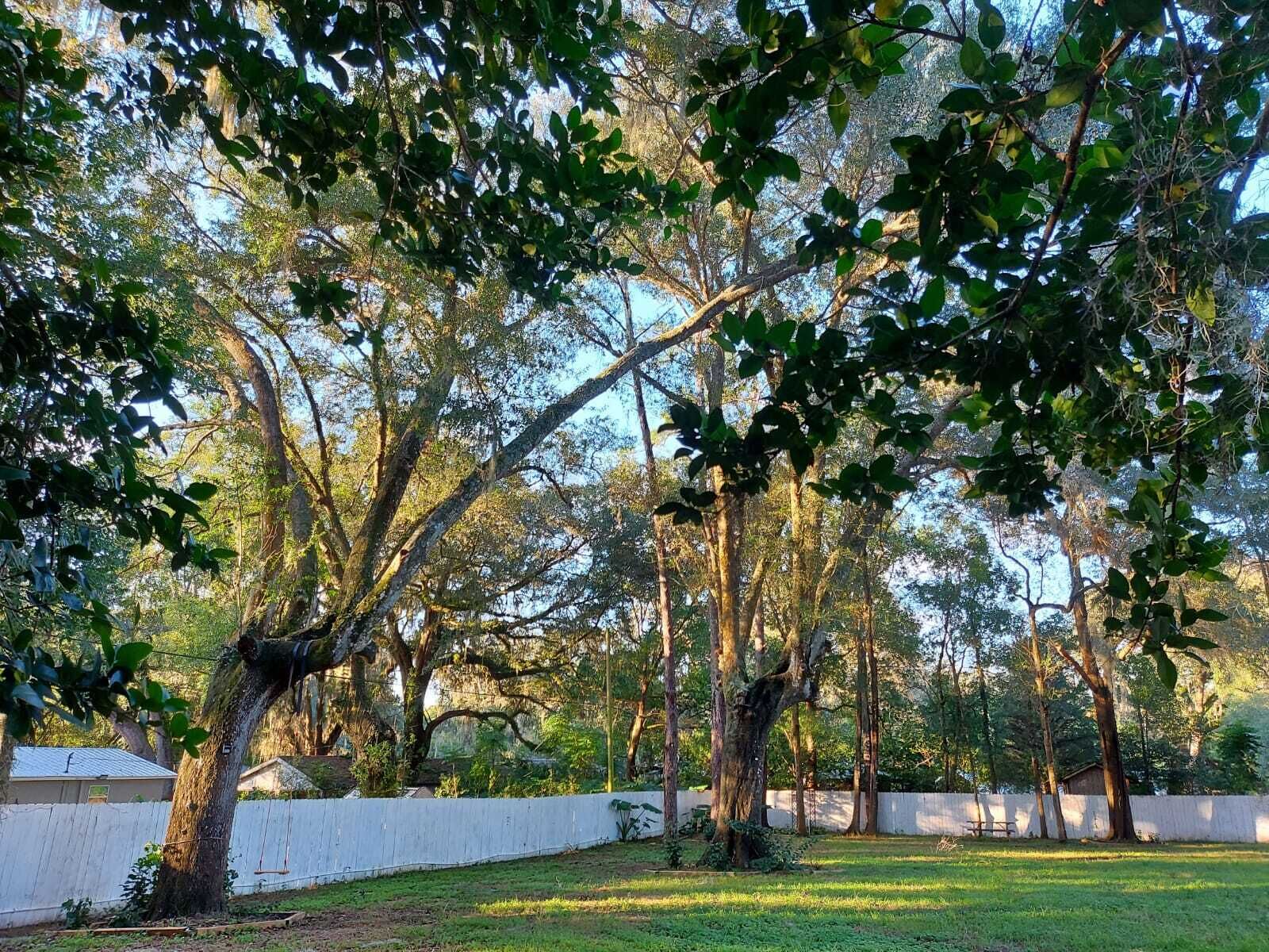 A grassy area with trees and a white fence.