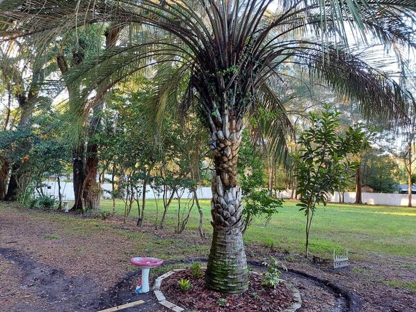 A garden with a palm tree, a birdbath, and a small fence.