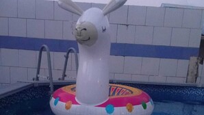 Un flotteur gonflable en forme de lama, utilisé dans une piscine.
