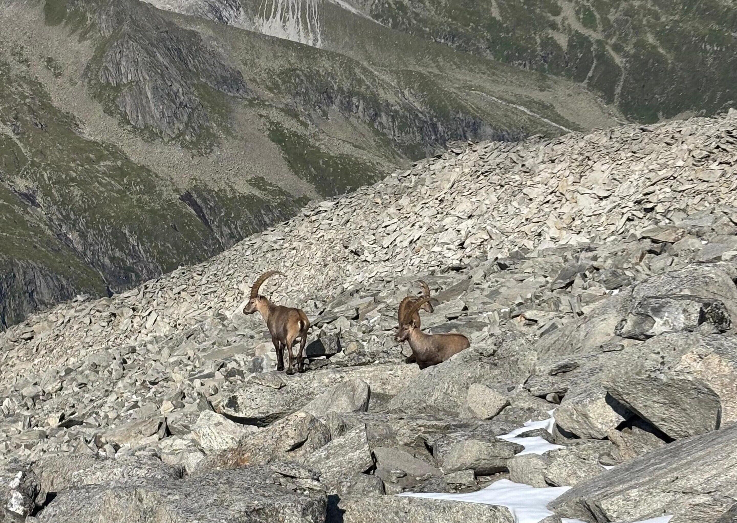 Ett bergigt landskap med två hjortar.