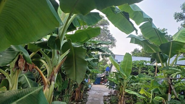 Een pad langs bananenplanten dat naar een gebouw in de verte leidt.