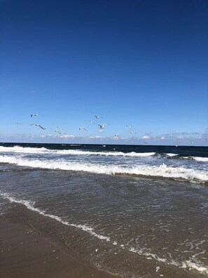 Sun-loungers, beach towels - Untamed in Carova: Where the Wild Horses Roam (Currituck County)