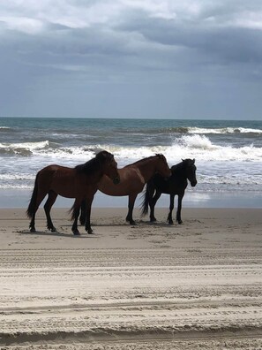 Camastros y toallas de playa 