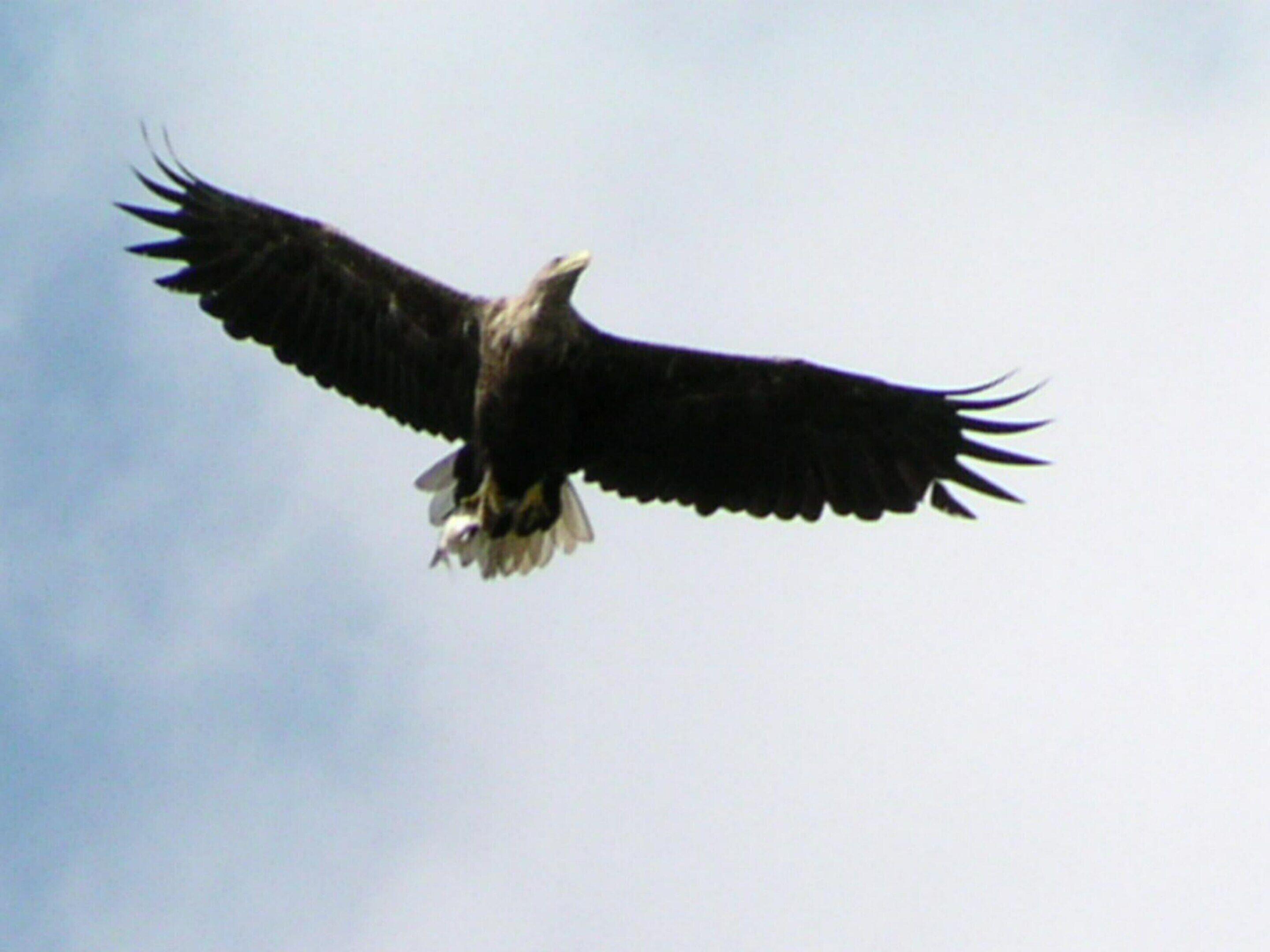 Una àguila volant amb les ales esteses.
