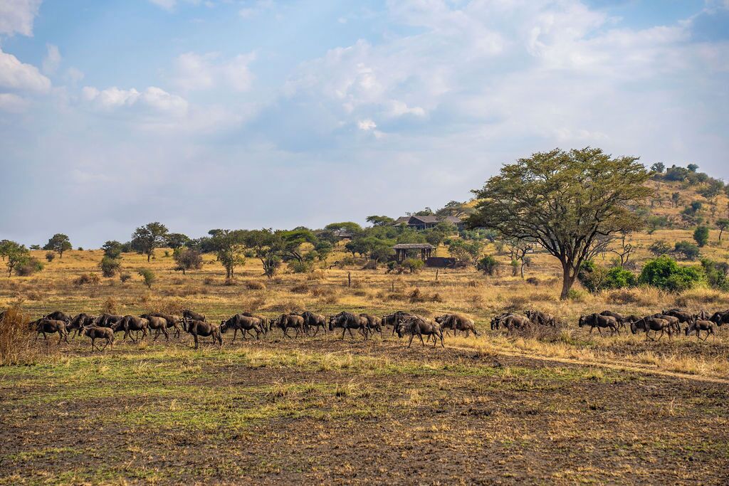 A herd of wildebeests grazing in a savanna landscape with scattered trees and a few buildings in the background.