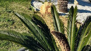 A landscaped garden with a cactus, palm trees, and a mountain in the background. - Villa Nanni, Contemporary, Pool and Garden (Sicilia)