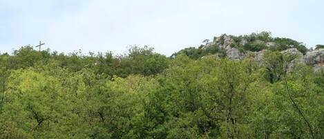 A natural landscape with dense green foliage and rocky terrain.
