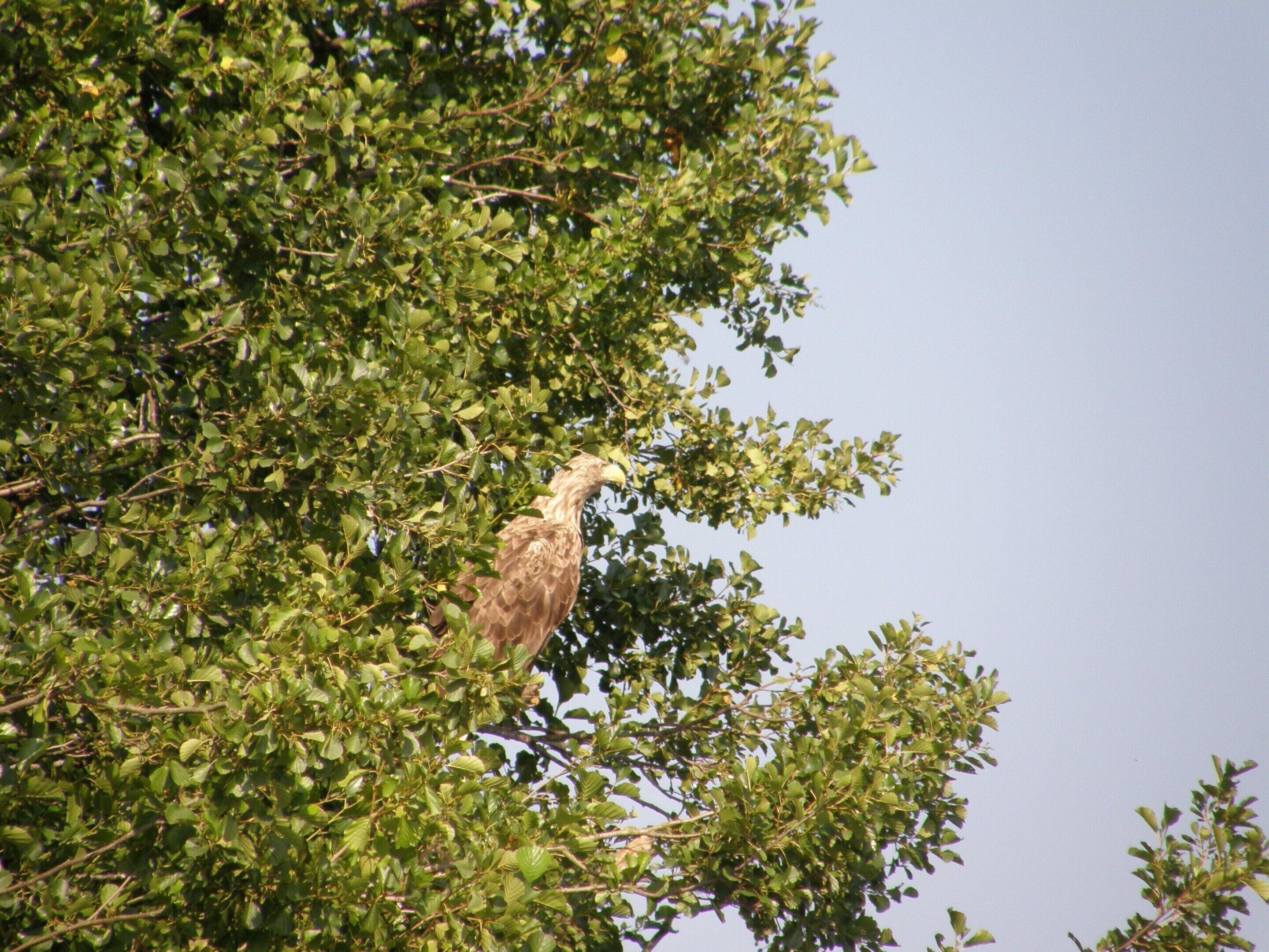 A bird perched among dense green foliage.