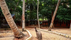 Basic Double Room, Garden View | Property grounds - Farm Shaala (Thiruttani)