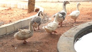 Un groupe d’oies dans un espace extérieur clos, agrémenté d’un point d’eau et de palmiers.