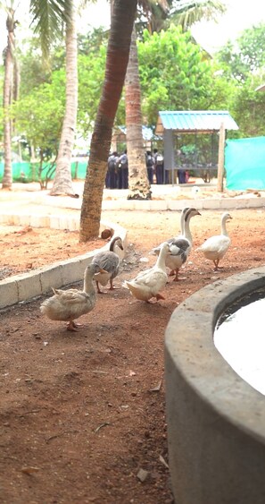 Pet-friendly - Farm Shaala (Thiruthani)