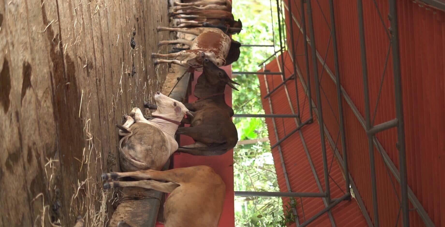 A stable with horses tethered to wooden posts, a red barn wall, and metal scaffolding.