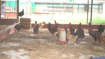 Granja avícola con gallinas y gallos en un granero con cama de paja.