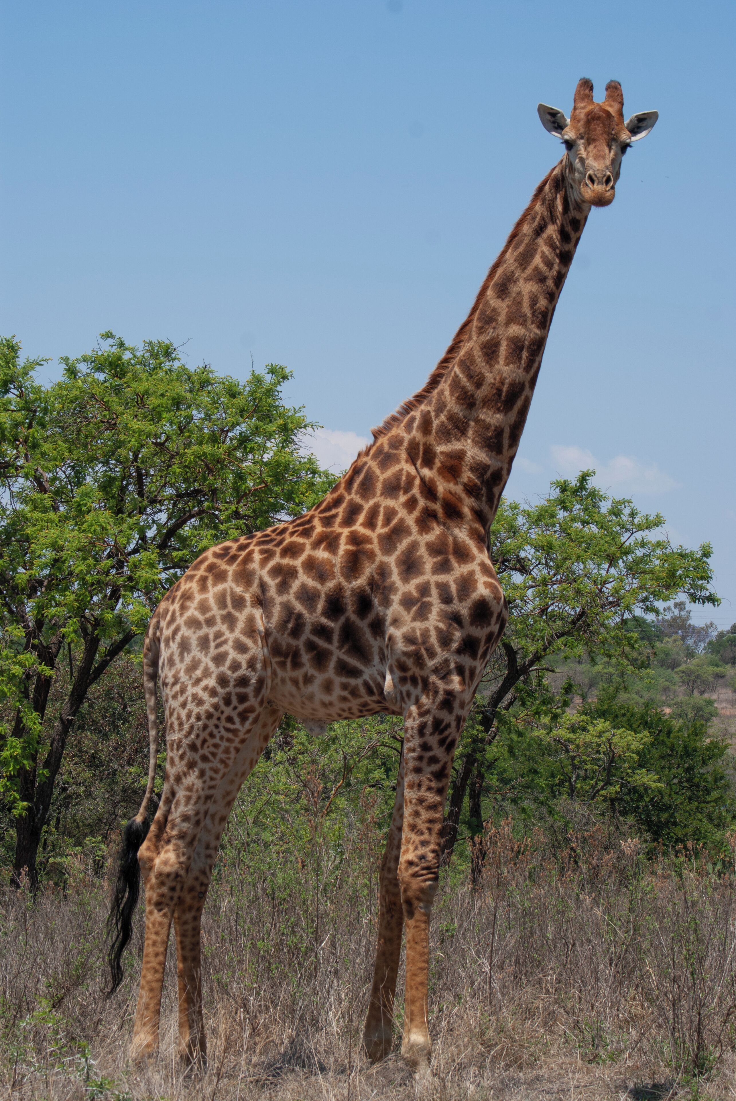 A giraffe standing in a natural setting with trees and dry grass.