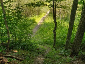 A forested area with a narrow dirt path.
