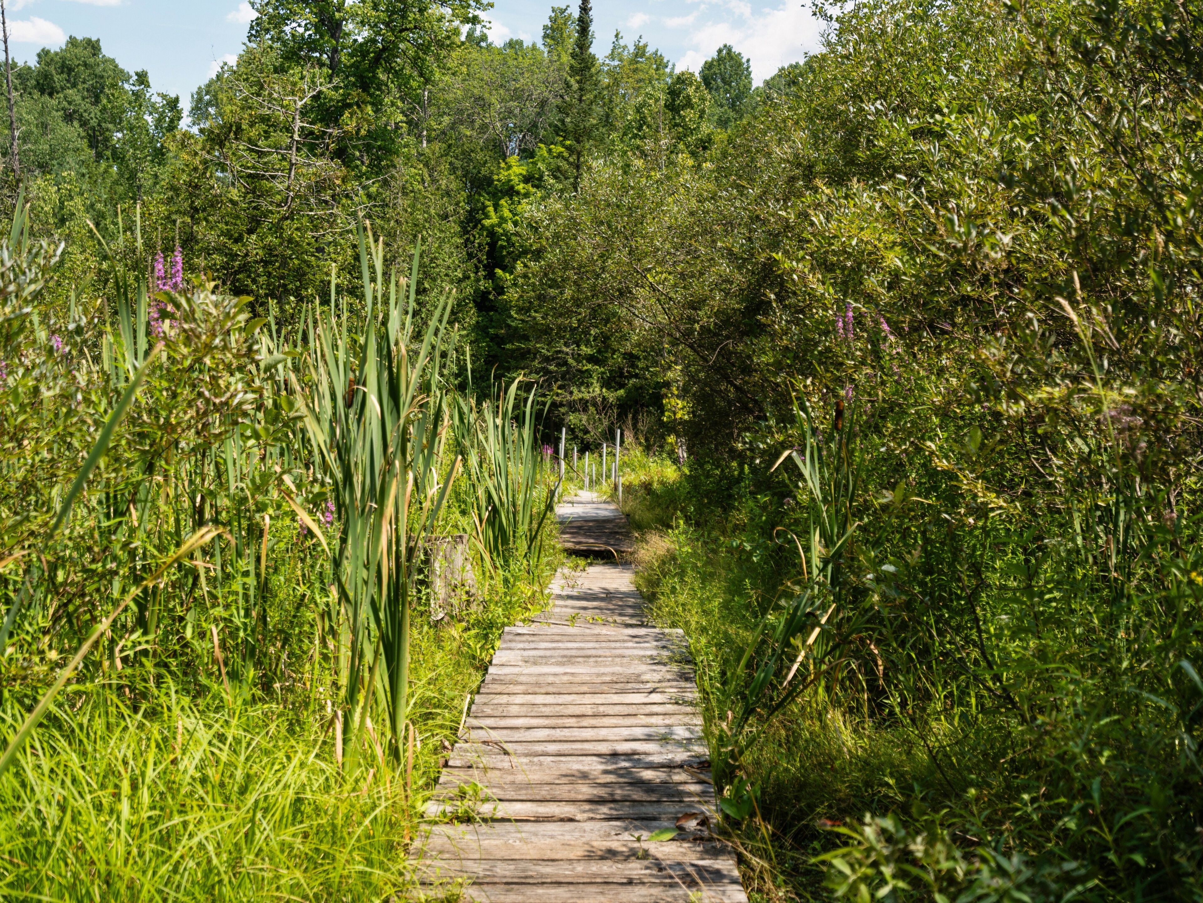 Un sentier en bois bordé d’une végétation luxuriante et d’arbres.