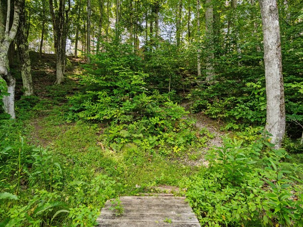 A forested area with a wooden pathway leading through dense greenery.