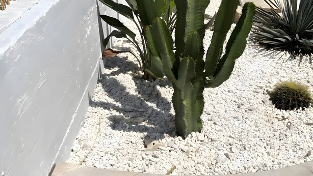A cactus plant in a planter with white gravel, a white wall, and a metal fence. - Residence do Mestru Luccio Apt. Tripoli (San Pietro In Bevagna)