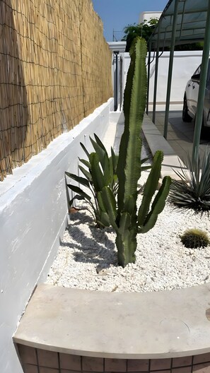 Een cactuspunt in een pot met witte grind, een witte muur en een metalen hek.