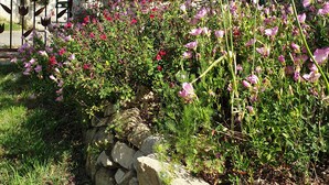 Ein Garten mit blühenden Pflanzen und einer Steinmauer.
