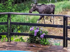 A wooden deck with a railing, surrounded by greenery and a small purple flower bed.
