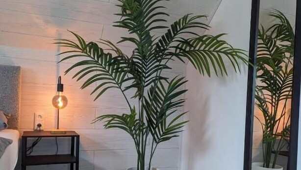 Ett rum med trägolv, en vit vägg, en stor krukväxt, ett litet bord med en lampa och en spegel på väggen.