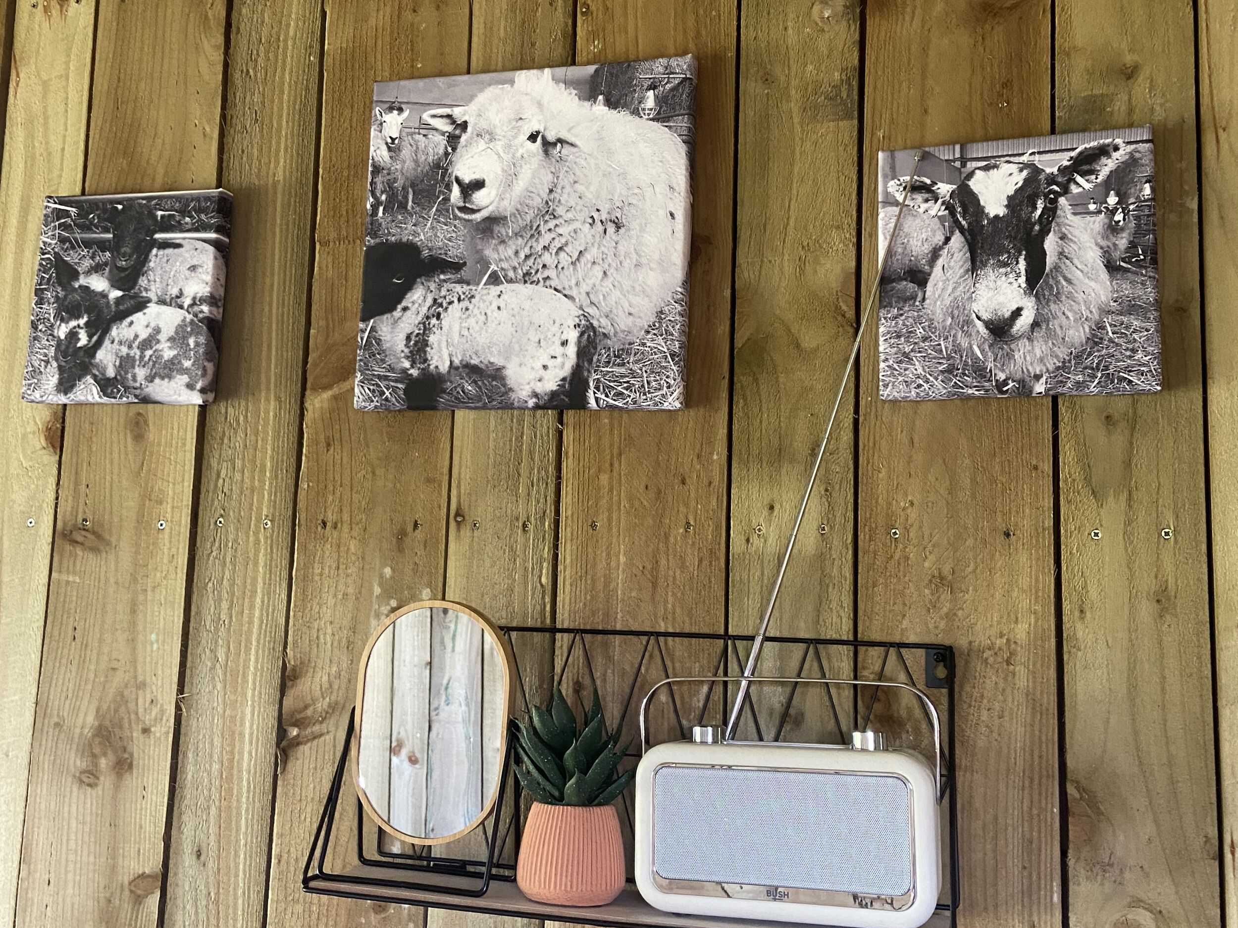 Three black and white sheep photographs on a wooden wall.