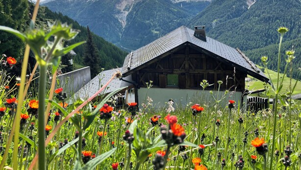 A mountain cabin with a sloped roof, surrounded by a field of wildflowers, and snow-capped mountains in the background. - Cozy Engadine house with a unique view! (Valchava)