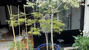 Potplanten op een houten terras.