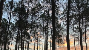 Een bos met hoge bomen en een zonsondergang op de achtergrond.