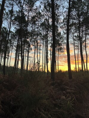 A forest with tall trees and a sunset in the background. - House in a quiet neighborhood (Salles)