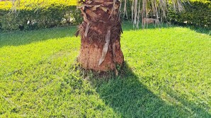 A palm tree with a textured trunk and fronds, surrounded by well-maintained grass and a hedge. - A Calm, Elegant 3BR retreat in Milimani, Kitale (Kitale)
