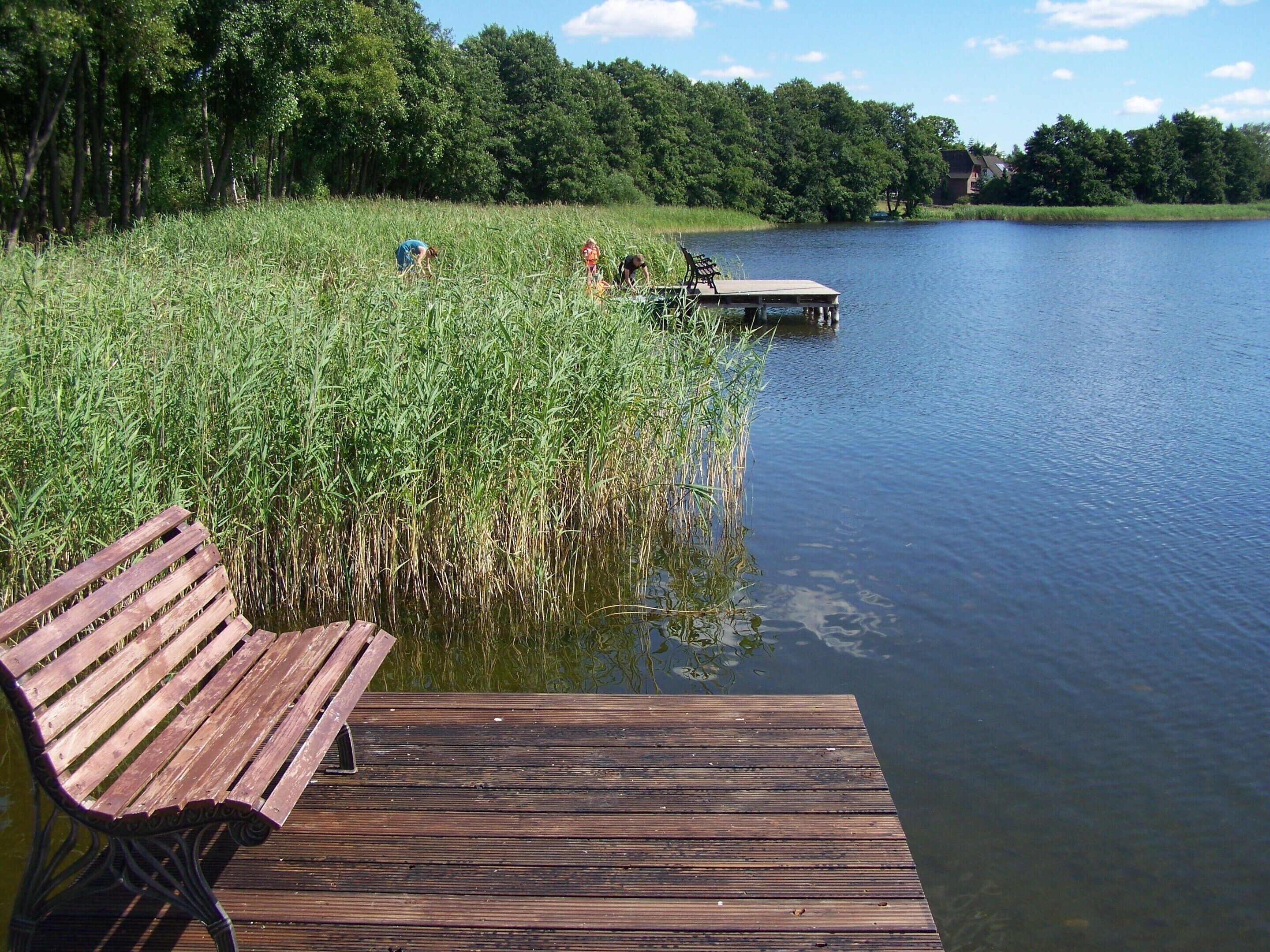 A wooden dock extending into a calm lake, surrounded by tall grass and trees.