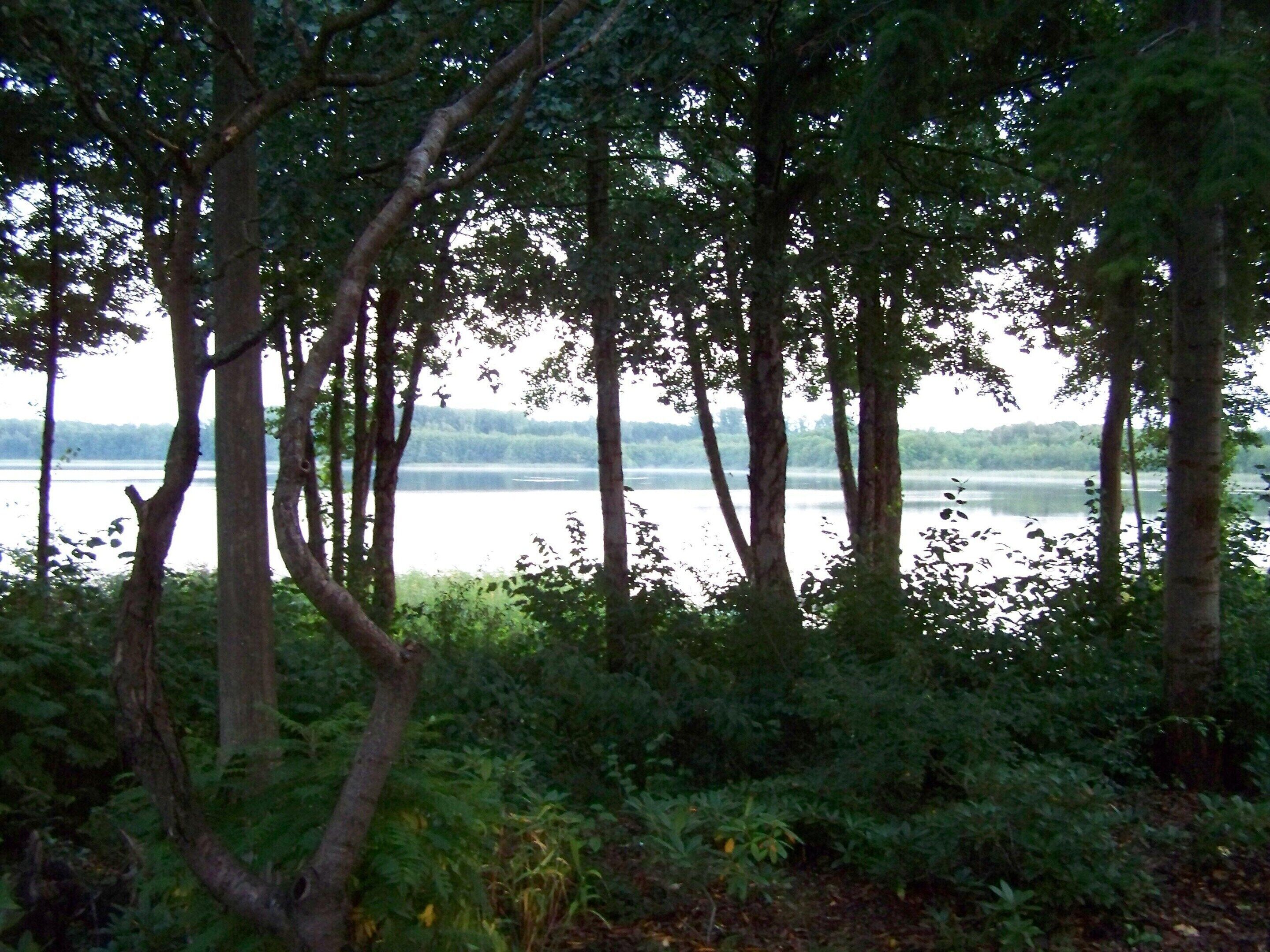 Un paysage naturel composé d’arbres et d’une étendue d’eau.
