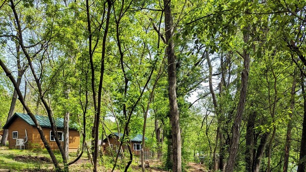 A cabin surrounded by trees with a forest floor covered in dry leaves.