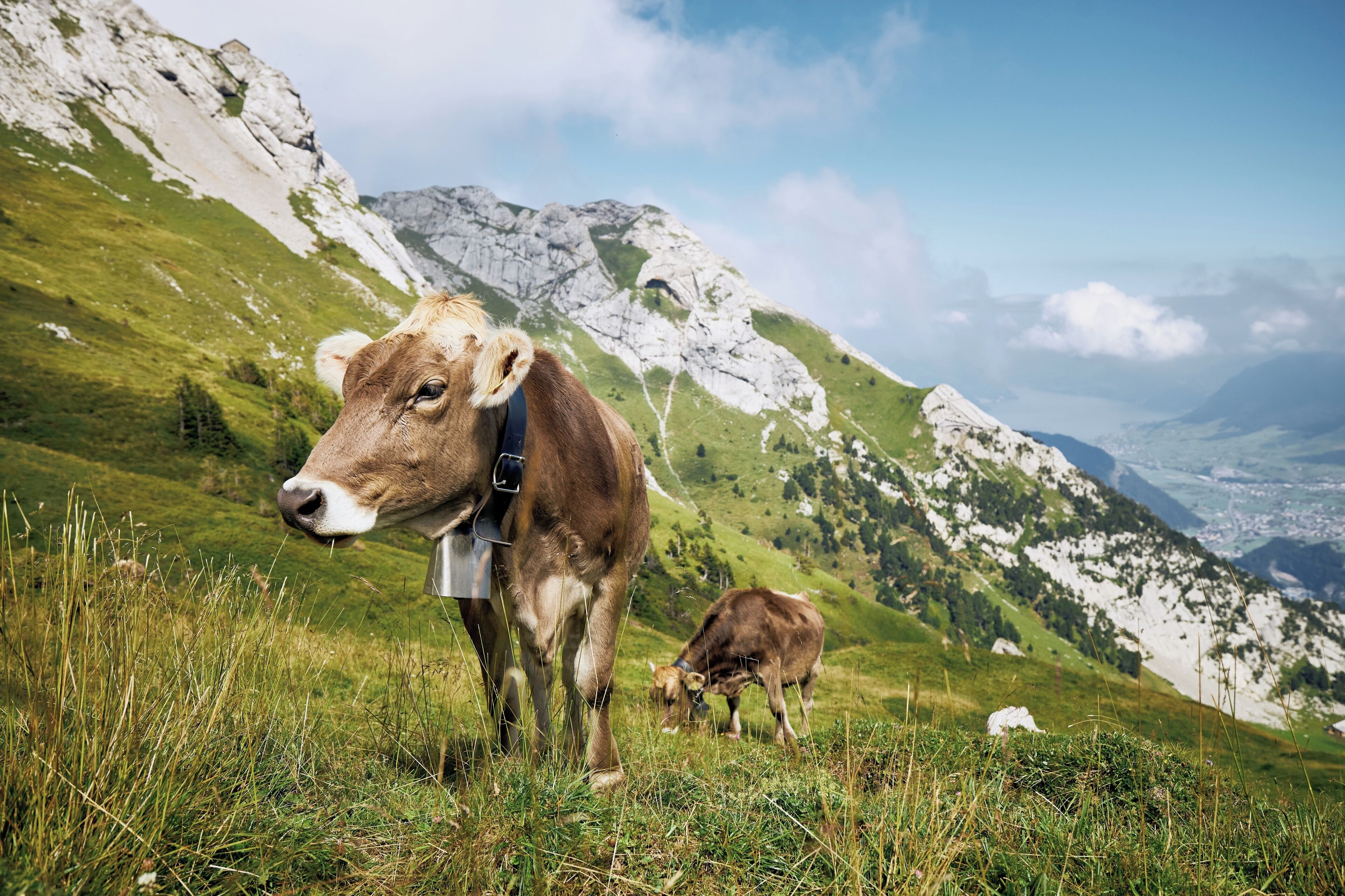 A cow grazing in a grassy field with a mountainous backdrop.