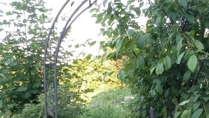 Puutarha, jossa on metallinen säleikkö, kivipolku ja erilaisia kasveja.