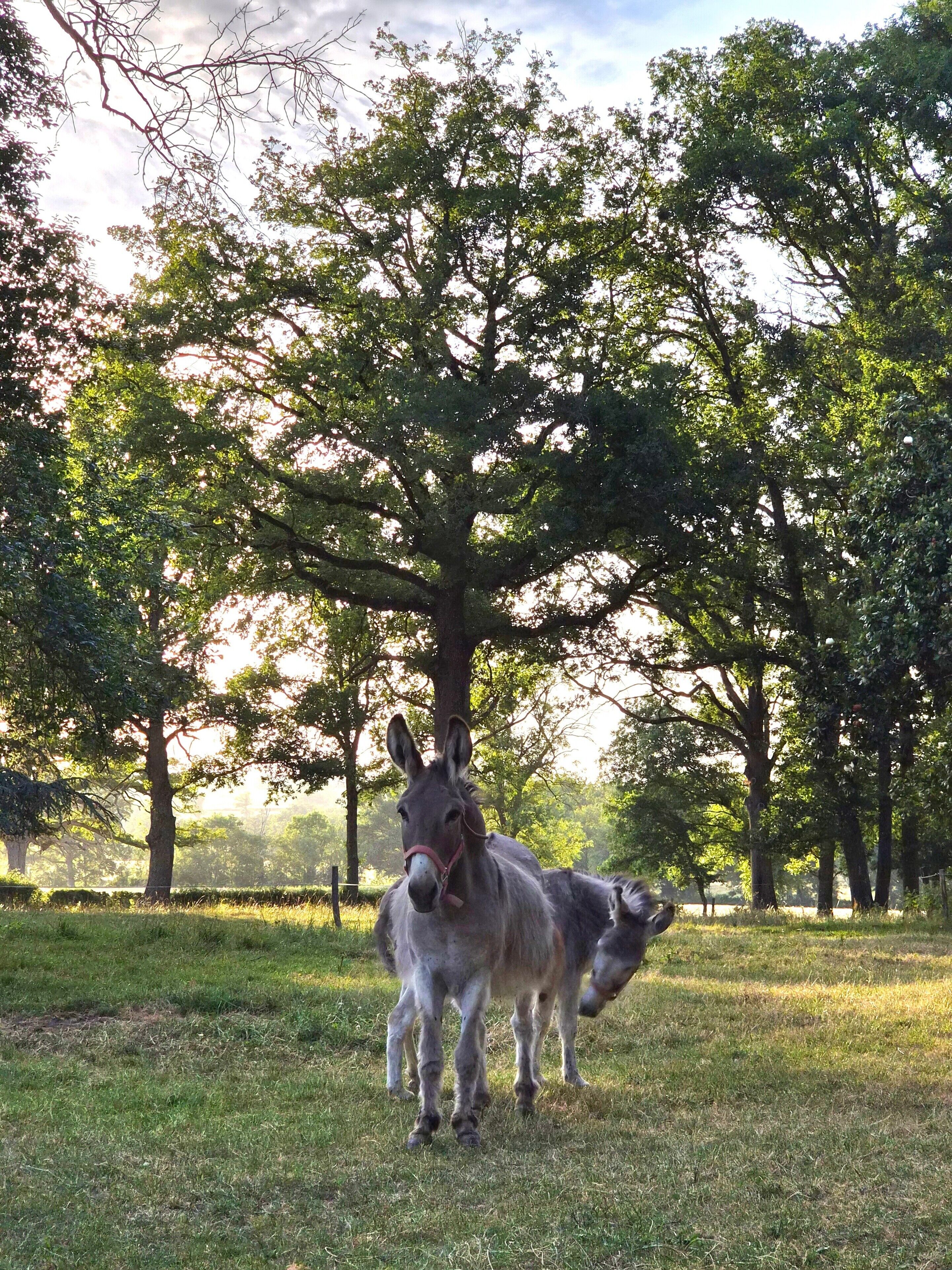 A grassy field with two donkeys and a large tree.
