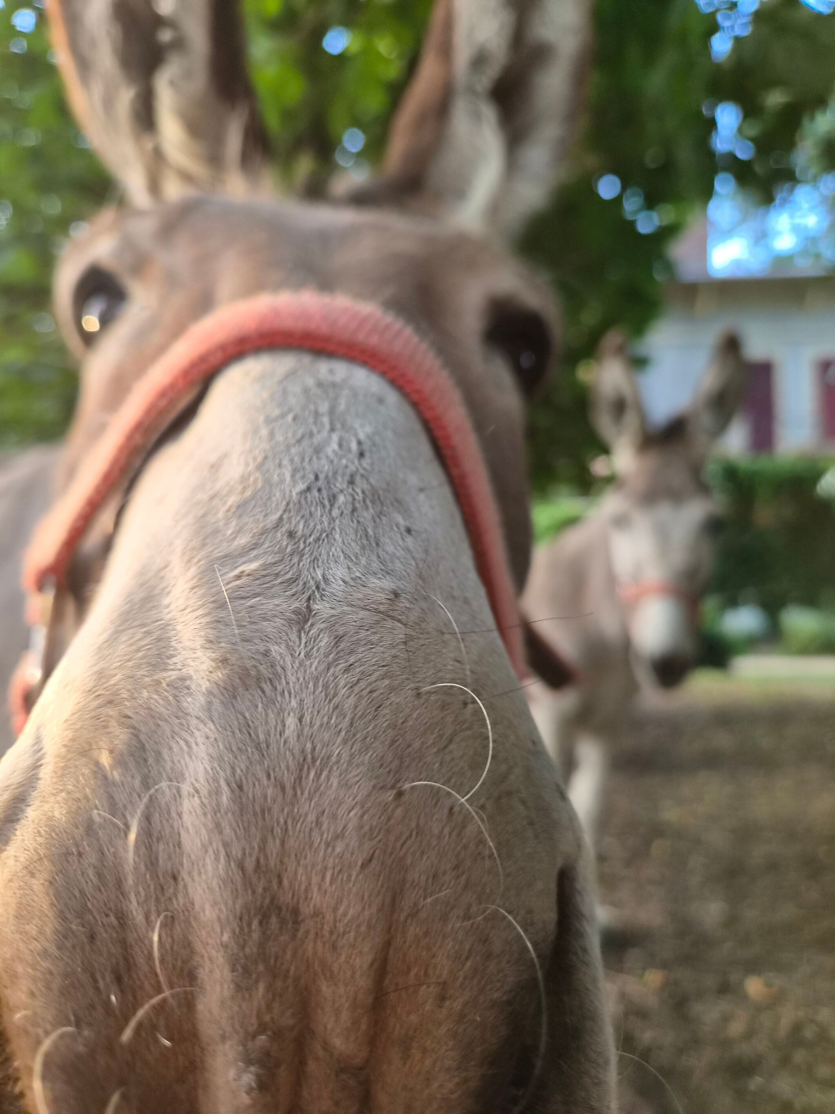 A close-up of a donkey's face with a red halter, set against a blurred background of greenery and a building.